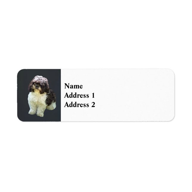 Adorable Shih Tzu Puppy (Front)