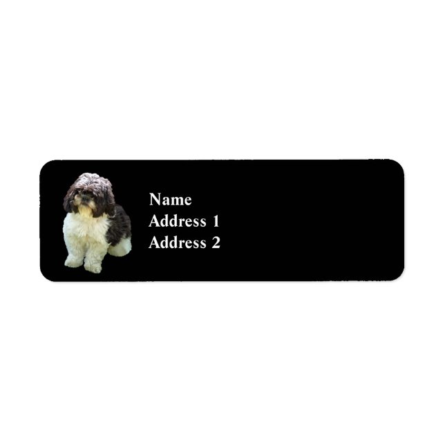 Adorable Shih Tzu Puppy (Front)