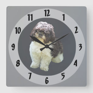 Adorable Shih Tzu Puppy Square Wall Clock