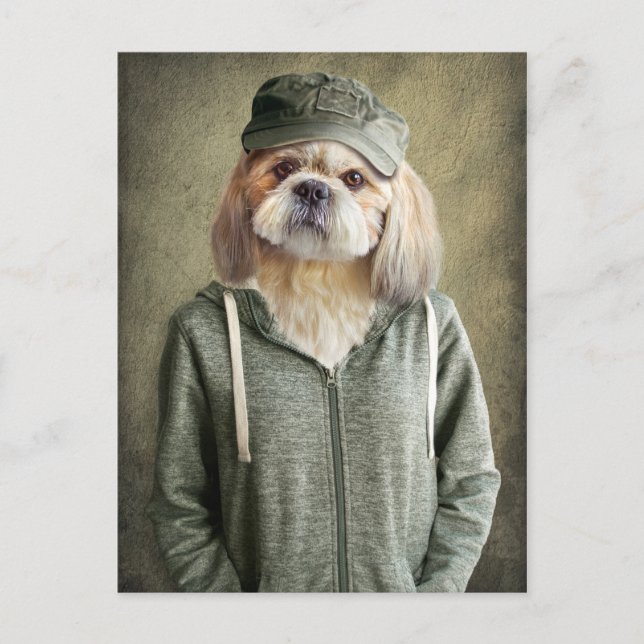 Adorable Shih Tzu Wearing a Cap and Hoodie Postcard (Front)