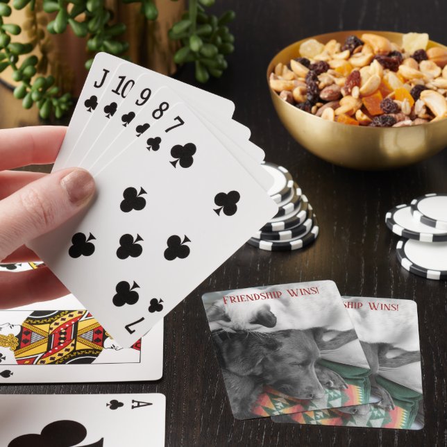 Adorable Siamese Kitten Sleeps With Lab Template Playing Cards (In Situ)