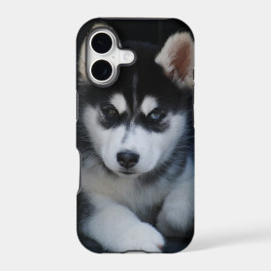 Adorable Siberian Husky Sled Dog Puppy