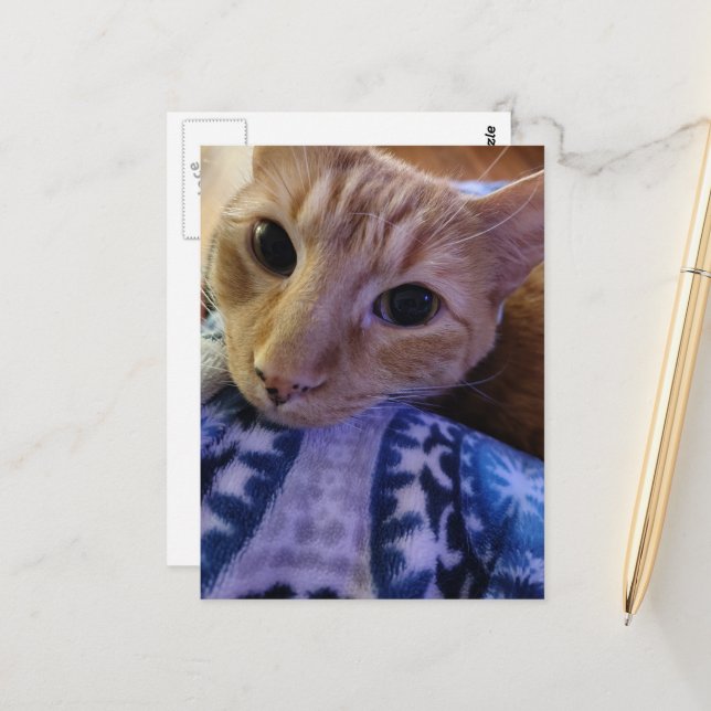 Adorable Sleepy Ginger Kitty Postcard (Front/Back In Situ)