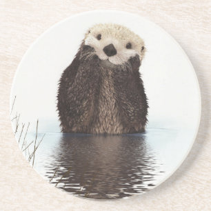Adorable Smiling Otter in Lake Coaster