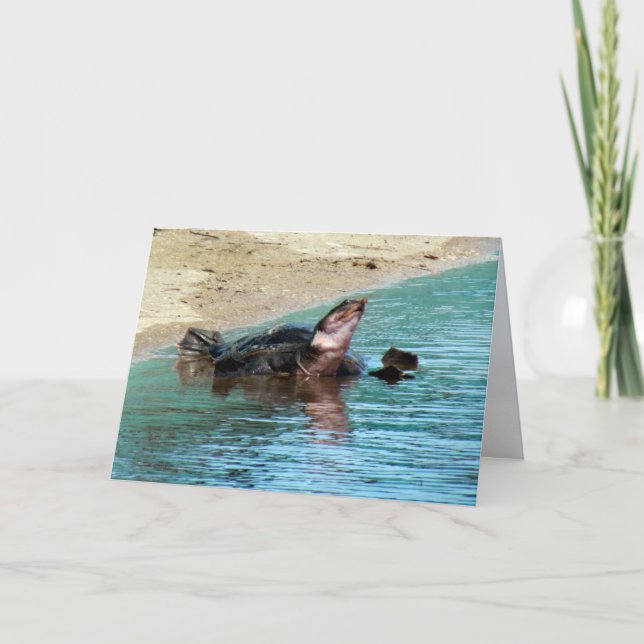 Adorable Soft Shell Turtle Card (Front)