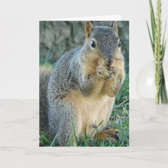 Adorable Squirrel All Occasions Greeting Card  (Front)