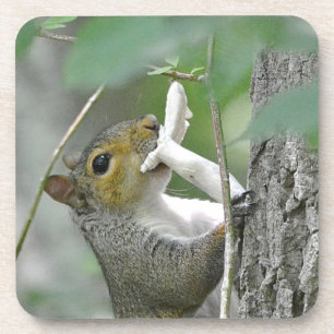 Adorable Squirrel Coaster