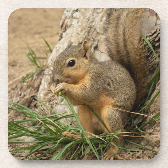 Adorable Squirrel Coaster Set (Front)