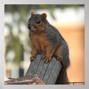 Adorable Squirrel Photograph   Hello  Poster
