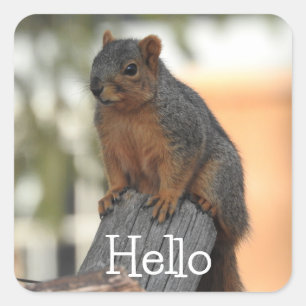 Adorable Squirrel Photograph   Hello  Square Sticker