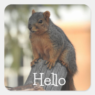 Adorable Squirrel Photograph | Hello  Square Sticker
