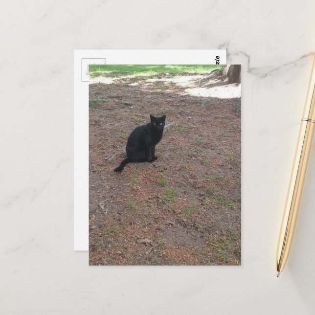 adorable stray black kitty postcard (Front/Back In Situ)