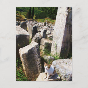 Adorable stray cat living in the ruins of Ephesus Postcard