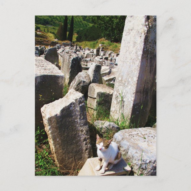 Adorable stray cat living in the ruins of Ephesus Postcard (Front)