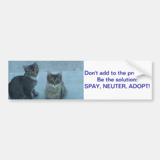 Adorable Stray kitten's send a message Bumper Sticker
