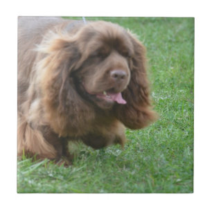 Adorable Sussex Spaniel Tile