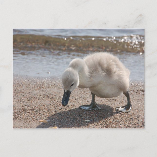 Adorable Swan Baby Postcard (Front)