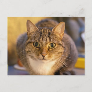 Adorable Tabby and White Cat Close-Up Portrait  Postcard