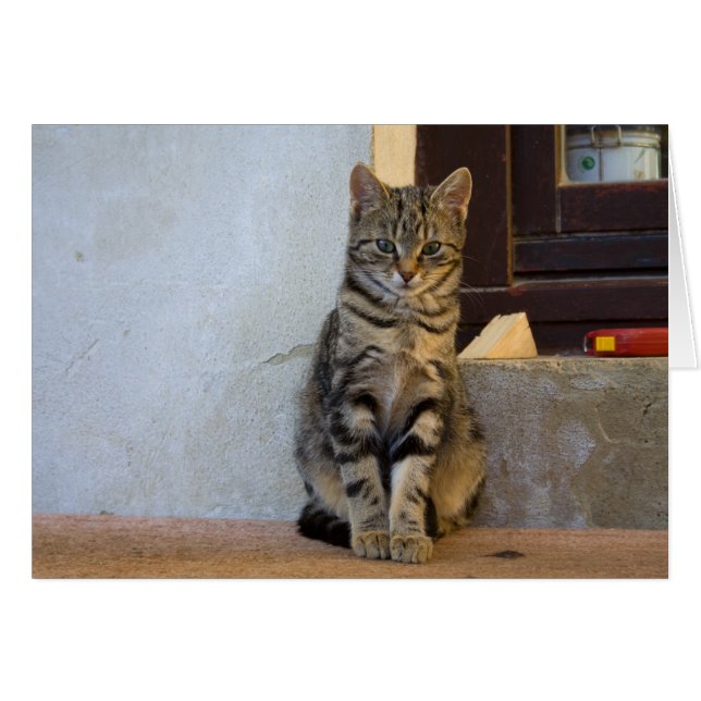 Adorable Tiger Cat Baby (Front Horizontal)