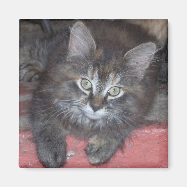Adorable Tortie Kitten Magnet (Front)