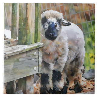 Adorable Valais Cross Lamb  Tile