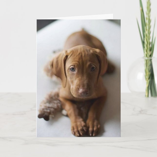 Adorable Vizsla Puppy Dog Birthday Card (Front)