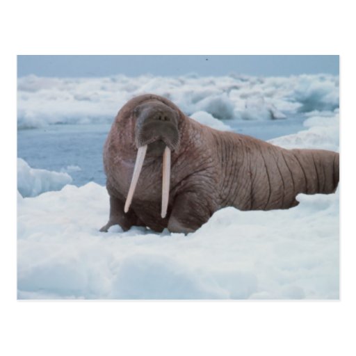 Image of Adorable Walrus Postcard
