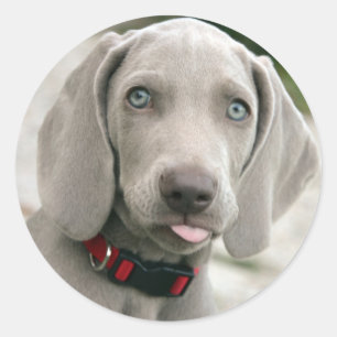 Adorable weimaraner puppy classic round sticker