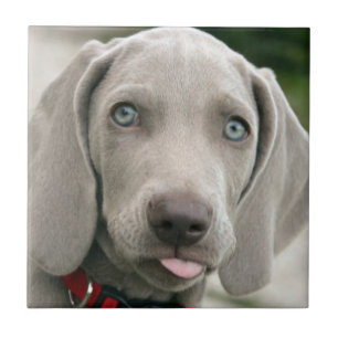 Adorable weimaraner puppy tile