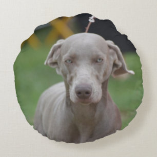Adorable Weimaraner Round Cushion