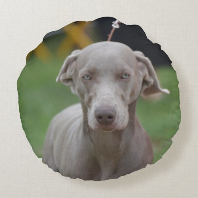Adorable Weimaraner Round Cushion (Back)