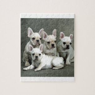 Adorable White French Bulldogs Jigsaw Puzzle