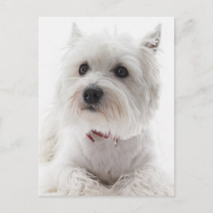 Adorable White West Highland Terrier Postcard