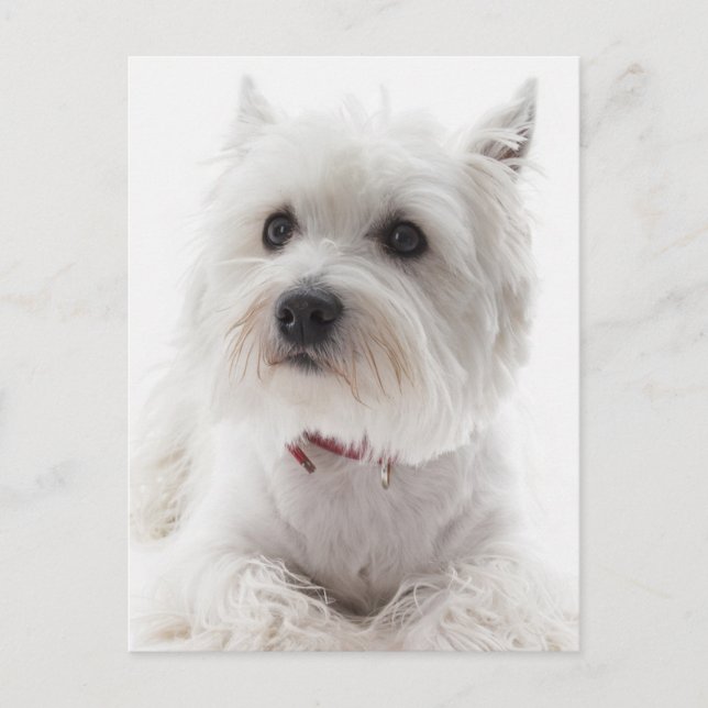 Adorable White West Highland Terrier Postcard (Front)