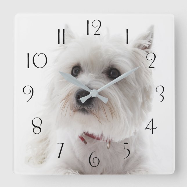 Adorable White West Highland Terrier Square Wall Clock (Front)