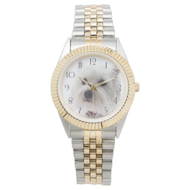 Adorable White West Highland Terrier Watch (Front)