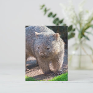Adorable Wombat Postcard