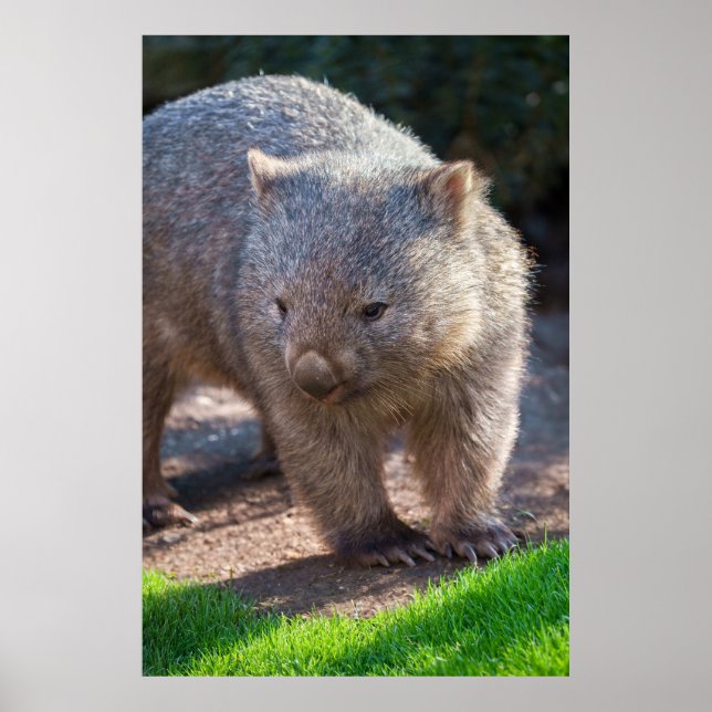 Adorable Wombat Poster (Front)