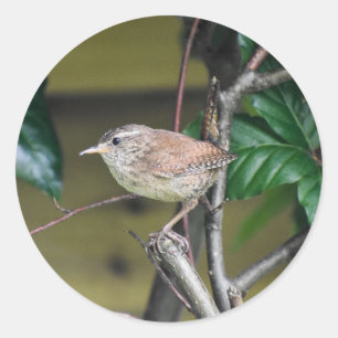 Adorable Wren Perched On A Stick In The Hedge  Classic Round Sticker
