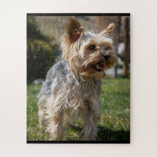 Adorable Yorkie Mia Puzzle