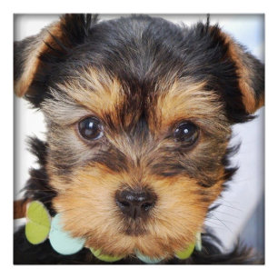 Adorable Yorkshire Terrier Photo Print