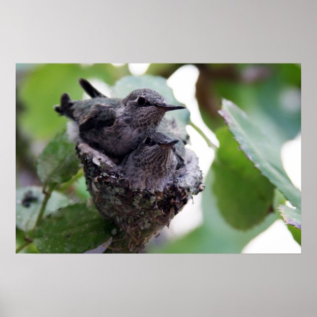 Adorable Young Hummingbirds Photo Poster (Front)