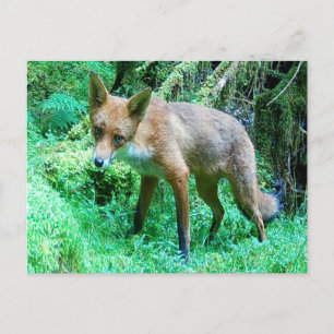 Adorable Young Red Fox Cub Wildlife Nature Art Postcard