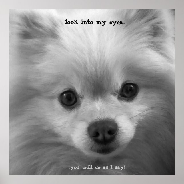 Adorably Cute Pomeranian Puppy poster print (Front)