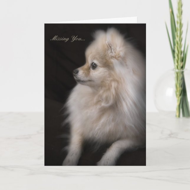 Adorably Cute Posing Pomeranian Puppy Card (Front)