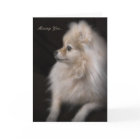 Adorably Cute Posing Pomeranian Puppy