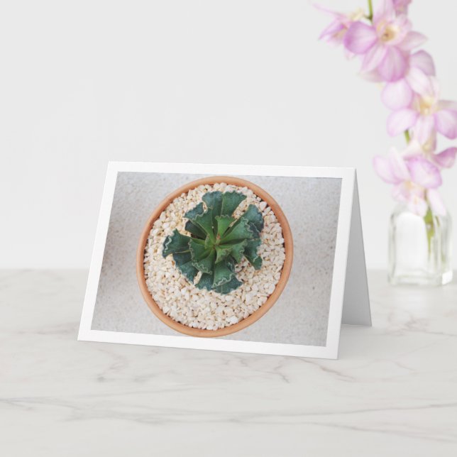 Adromischus Cristatus, Crinkle Leaf Succulent Card (Orchid)
