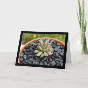 Adromischus, Succulent Plant Card