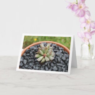 Adromischus, Succulent Plant in Pot Card