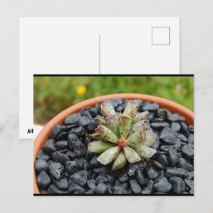 Adromischus, Succulent Plant Postcard